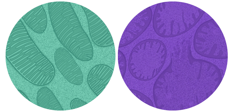 Image of healthy mitochondria vs. an unhealthy mitochondria
